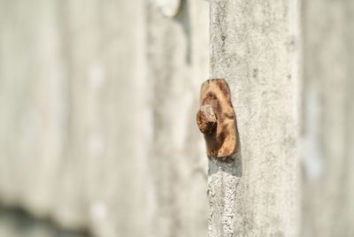 Close-up of rusty nut and bolt on roof