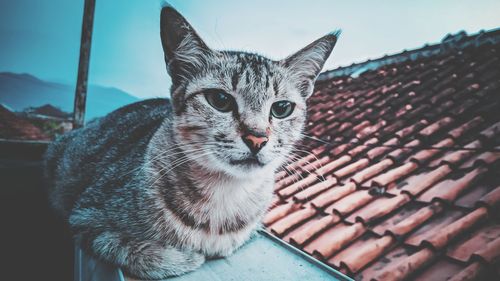 Close-up portrait of a cat