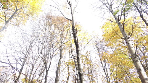 Low angle view of trees against sky