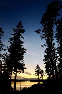 Low angle view of silhouette trees against sky during sunset