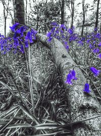 Close-up of purple flowers