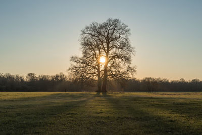 Trees on field against sky during sunset