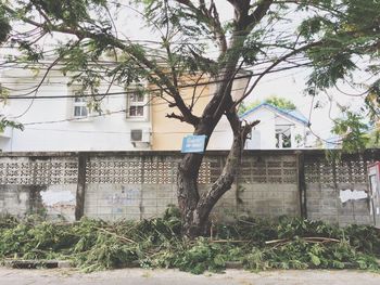 Tree by surrounding wall against house