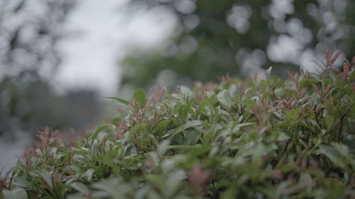 Close-up of plants growing outdoors