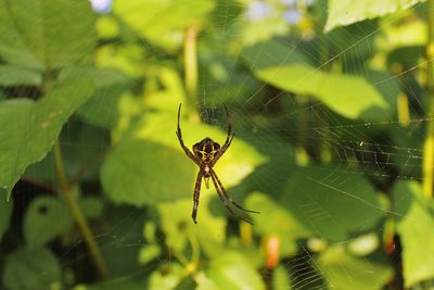 Close-up of spider on web