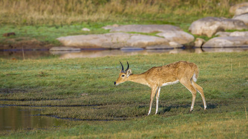 Side view of deer standing by lake on field