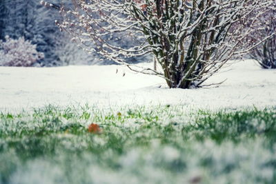 Trees on field during winter