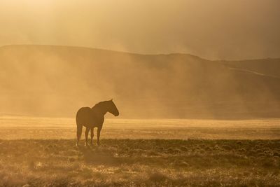 Solo mustang in early morning light