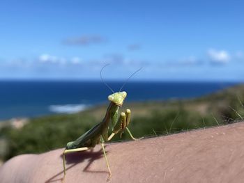 Close-up of insect on hand against blurred background