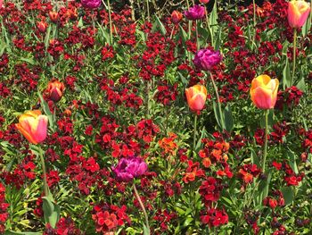 Close-up of red flowering plants on field