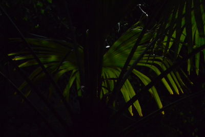 Close-up of palm trees at night