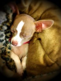 Close-up of puppy sleeping