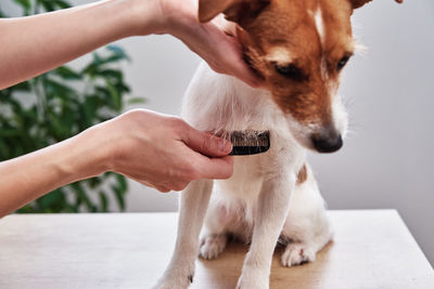 Woman brushing dog. owner combing her jack russell terrier. pet care