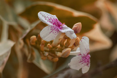 Close-up of pink cherry blossom