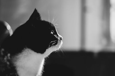 Close-up of cat looking away