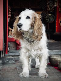 pet