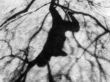 Shadow of person on tree