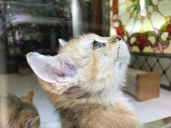 Close-up of a cat looking away