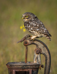 Owl perching on metal