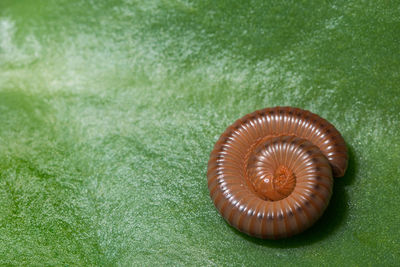Close-up view of millipede