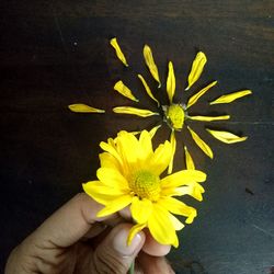 Close-up of hand holding yellow flower