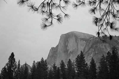 Low angle view of trees against sky