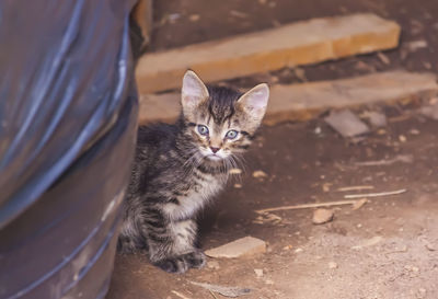 Portrait of cat