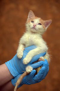 Close-up of hand holding kitten