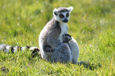 Close-up of sheep sitting on field