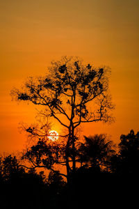 Low angle view of tree against orange sky