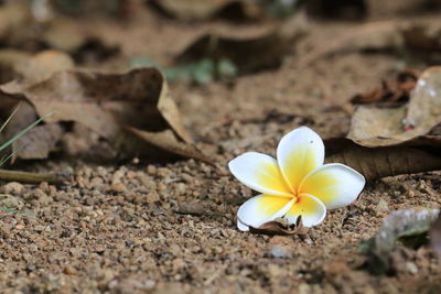 Close-up of white flower on field