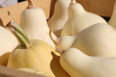 Close-up of squashes for sale at market during sunny day