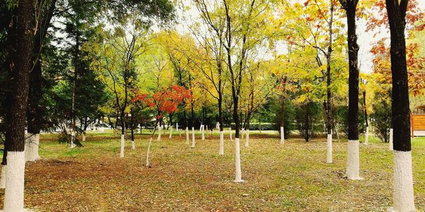 Trees in park during autumn