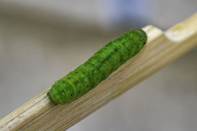 Close-up of green leaf on wood