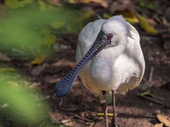 Close-up of a bird perching on a field