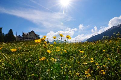 Flowers growing on field
