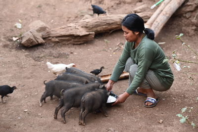 High angle view of woman feeding piglets