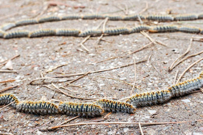 Close-up of caterpillar on leaf