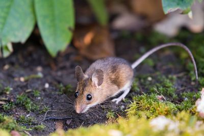 Close-up of rat on field