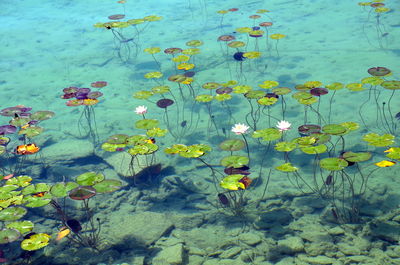 High angle view of flowers floating on water