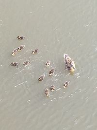 High angle view of ducks swimming in lake