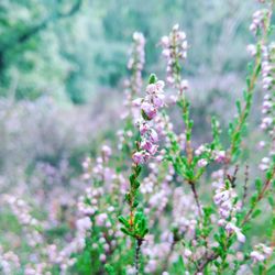 Close-up of flowers blooming outdoors