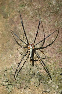 Close-up of spider