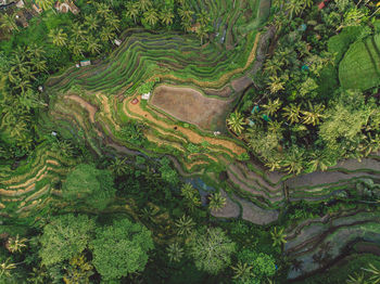 High angle view of agricultural field