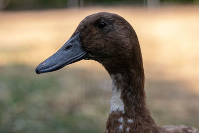 Close-up of a bird