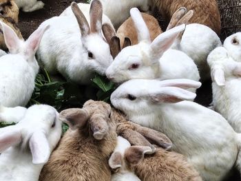 High angle view of rabbit