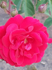 Close-up of pink rose flower