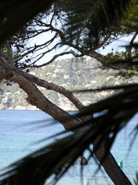 Close-up of tree branch against sea