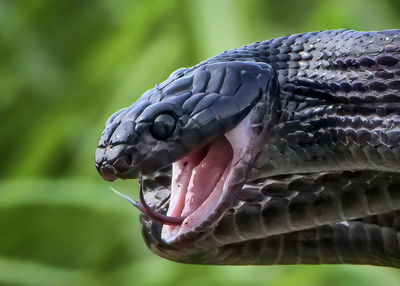 Close-up of lizard