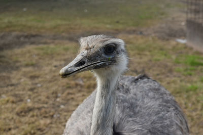 Close-up of a bird looking away